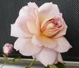 Jugendstil rose photo