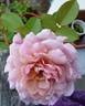 Jugendstil rose photo