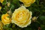 Marselisborg Castle rose photo