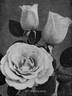 My Maryland rose photo