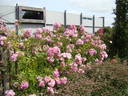 Gardens of Hex rose photo