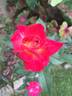 Ingrid ™ rose photo