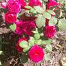 Captain Terrific rose photo