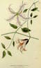 <i>Clematis cylindrica</i>, var. <i>Camuzeti</i> clematis photo