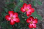 Electric Poetry rose photo