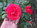 Noortje rose photo