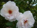 Graciosa rose photo