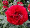 Faithful rose photo