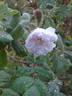 Quatre Saisons Blanc Mousseux rose photo