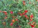 <i>Rosa dumalis</i> Bechstein rose photo