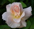 Prairie Harvest rose photo