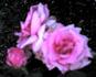 Do-Si-Do rose photo
