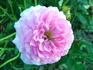 Serenissima rose photo