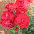 Faithful rose photo