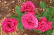 Chess ® rose photo