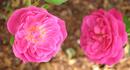 Birdie Blye rose photo