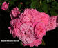 Blühendes Barock rose photo