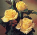Katherine Loker rose photo