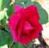 My Love rose photo