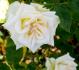 Sweet Melody rose photo