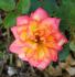 Jennie Anne rose photo