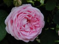 Brenda Mowery rose photo