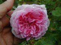 Fairmount Memory rose photo