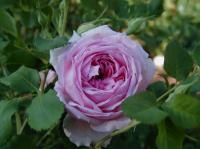 Fairmount Memory rose photo
