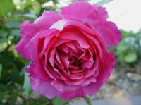 Sweet Passion rose photo