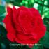Ruby Voodoo rose photo