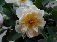 Denny Arter rose photo