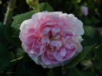 Brenda Mowery rose photo