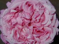 Sweet Passion rose photo