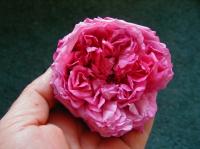 Sweet Passion rose photo