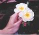 Denny Arter rose photo