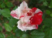 Tickles rose photo
