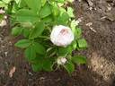 Quatre saisons blanche rose photo
