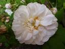 Quatre saisons blanche rose photo