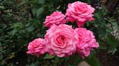 Rosa De Kring rose photo