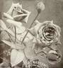 Magnafrano rose photo