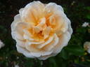 Isarperle rose photo