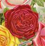 Admiral Schley rose photo