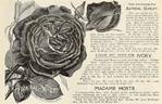 Admiral Schley rose photo