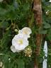 Polstjärnan rose photo