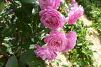 Walzertraum rose photo