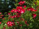Proschwitzer Schlossrose rose photo
