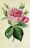 Comtesse de Rambuteau rose photo