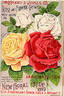 Rose d'Evian rose photo