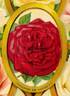 Madame de Vatry rose photo