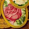 Aline Sisley rose photo
